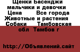 Щенки Басенджи ,мальчики и девочки › Цена ­ 1 - Все города Животные и растения » Собаки   . Тамбовская обл.,Тамбов г.